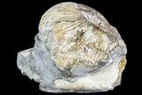 Hoplocaphites Ammonite Cluster - South Dakota #73841-2